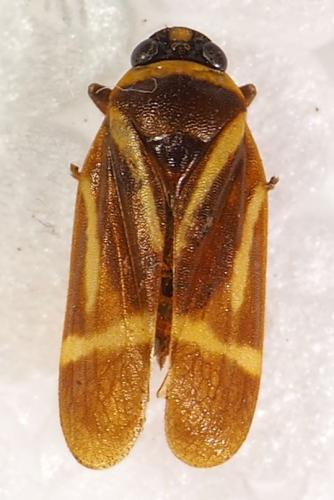 Maxantonia lineola